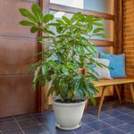Combo Jardín (Mesa Rectangular Plegable + 2 Sillas Plegables + Materas Rafia 1 de 35 Cm + 1 de 40 Cm + 2 de 60 Cm)-1749578984580